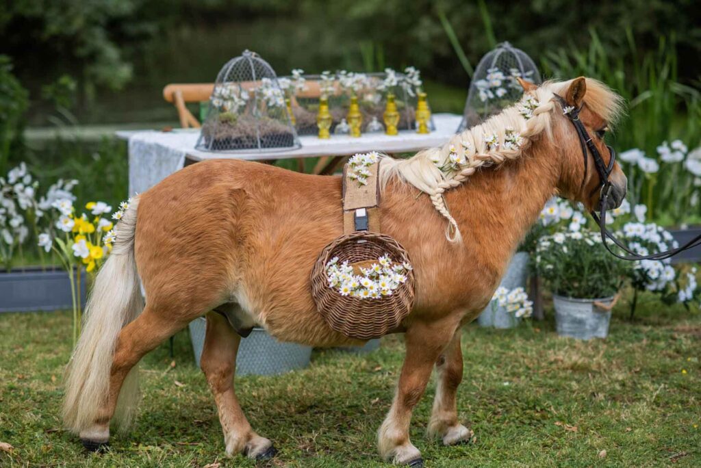 A Shetland pony carrying confetti is all dressed up with daisys in its mane at Bilsington Priory