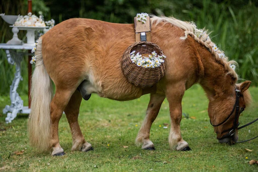 A Shetland pony carrying confetti is all dressed up with daisys in its mane at Bilsington Priory