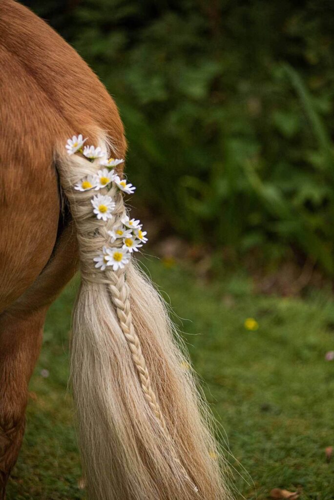 A Shetland pony carrying confetti is all dressed up with daisys in its tail at Bilsington Priory near Ashford
